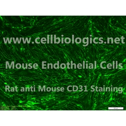 C57BL/6 Mouse Embryonic Colonic Microvascular Endothelial Cells